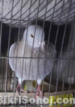 pigeon